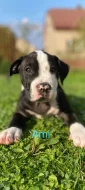 Nabízím papírové štěňátka American bully
