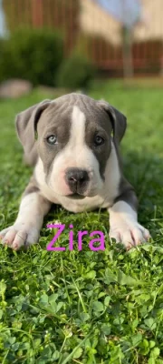 Nabízím papírové štěňátka American bully