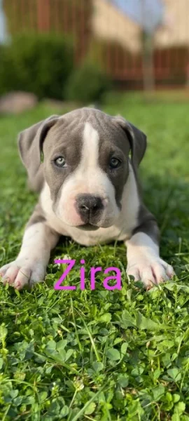 Nabízím papírové štěňátka American bully