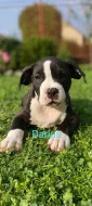 Nabízím papírové štěňátka American bully