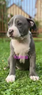 Nabízím papírové štěňátka American bully