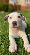Nabízím papírové štěňátka American bully