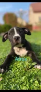Nabízím papírové štěňátka American bully