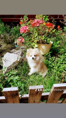 POMERANIAN