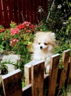 POMERANIAN