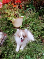 POMERANIAN
