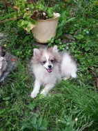 POMERANIAN