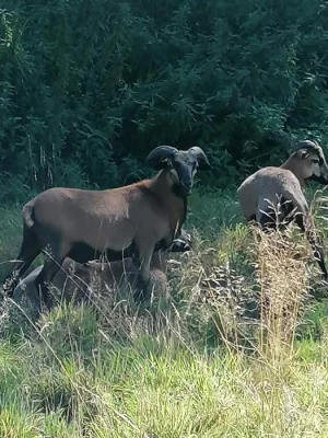Prodám