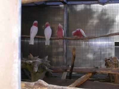 Kakadu růžový lutino