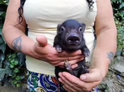 Gottingenská miniprasátka z kvalitního chovu