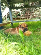 Mallorská doga, Ca de Bou