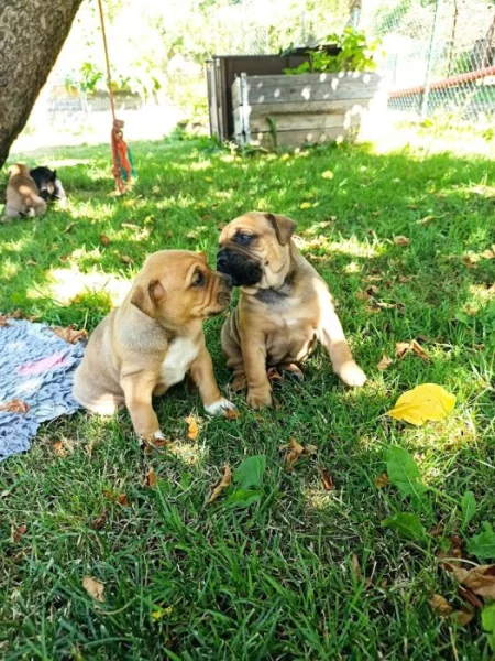 Mallorská doga, Ca de Bou