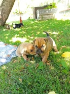 Mallorská doga, Ca de Bou