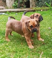 Mallorská doga, Ca de Bou