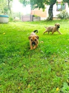 Mallorská doga, Ca de Bou