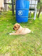 Mallorská doga, Ca de Bou