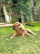 Mallorská doga, Ca de Bou