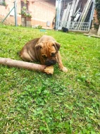 Mallorská doga, Ca de Bou