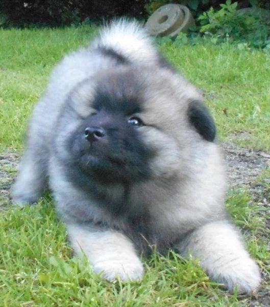 Německý špic vlčí / keeshond prodám štěňata s PP