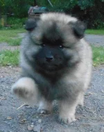 Německý špic vlčí / keeshond prodám štěňata s PP