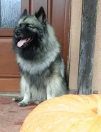 Německý špic vlčí / keeshond prodám štěňata s PP