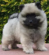 Německý špic vlčí / keeshond prodám štěňata s PP