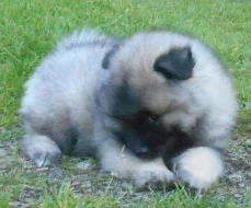 Německý špic vlčí / keeshond prodám štěňata s PP