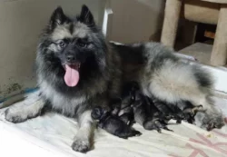 Německý špic vlčí / keeshond prodám štěňata s PP