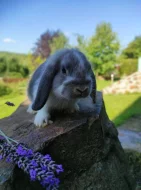 Nabízím králíky - zakrslé beránky