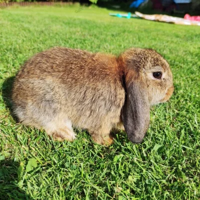 Nabízím králíky - zakrslé beránky