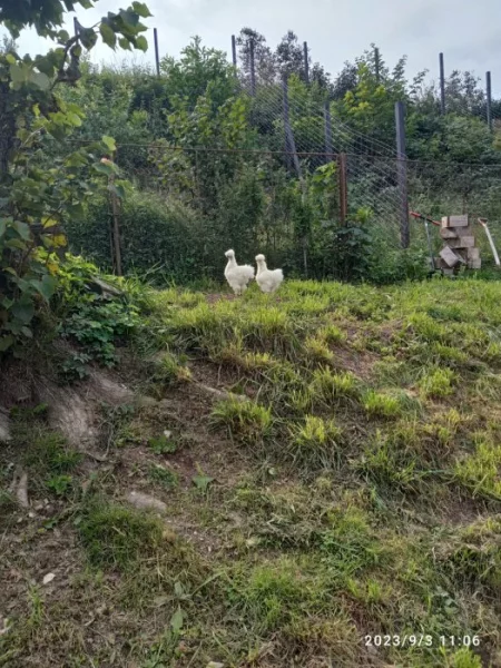Hedvábnička velká