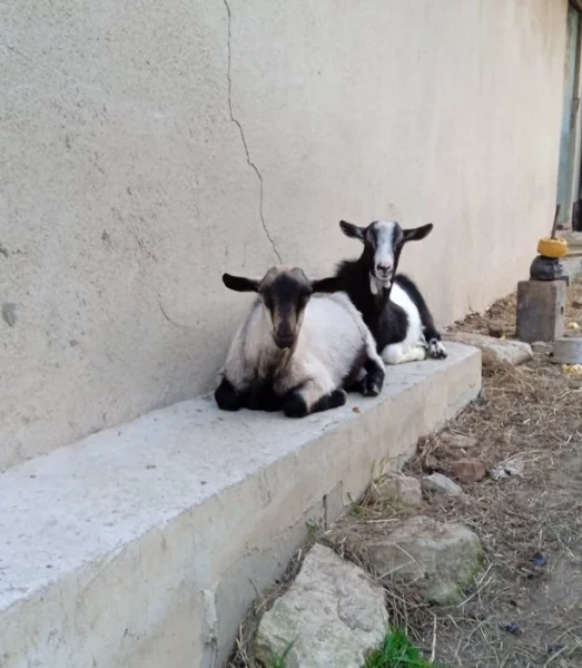 Kozlík ČB a ČH