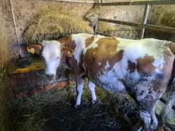 Prodám roční jalovici C50/J50