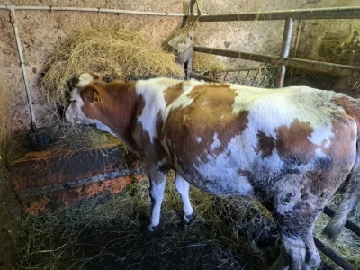 Prodám roční jalovici C50/J50