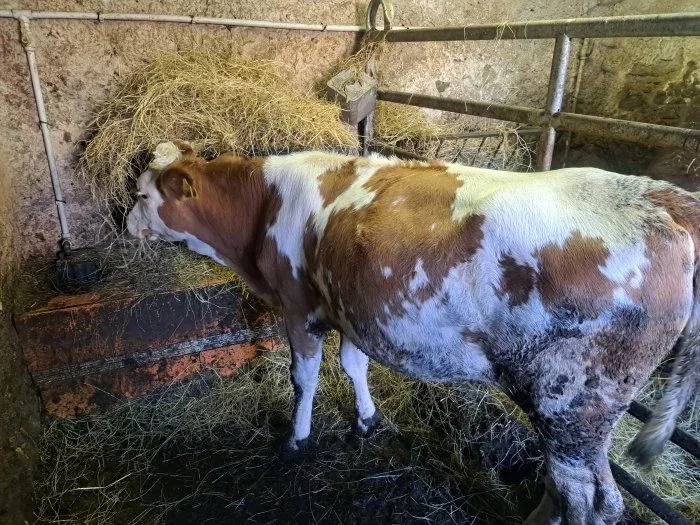 Prodám roční jalovici C50/J50