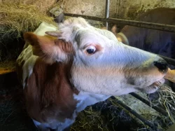 Prodám roční jalovici C50/J50