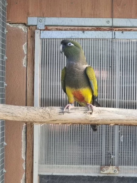 Papoušek Patagónský