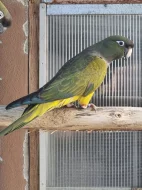 Papoušek Patagónský