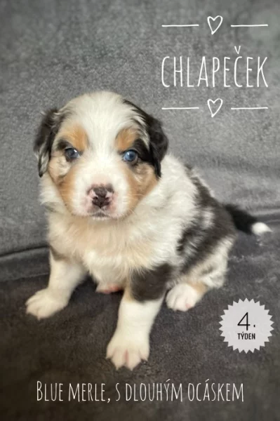 Australský ovčák - štěňátka bez PP