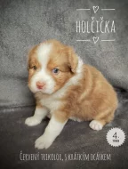 Australský ovčák - štěňátka bez PP