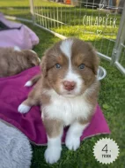 Australský ovčák - štěňátka bez PP