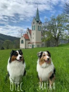 Australský ovčák - štěňátka bez PP