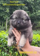 Vlčí špic Keeshond štěňata s PP FCI