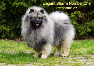 Vlčí špic Keeshond štěňata s PP FCI