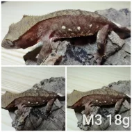 Prodám samce i samice pagekonů řasnatých (R. ciliatus)