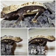 Prodám samce i samice pagekonů řasnatých (R. ciliatus)