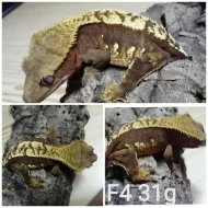 Prodám samce i samice pagekonů řasnatých (R. ciliatus)