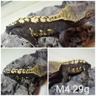 Prodám samce i samice pagekonů řasnatých (R. ciliatus)