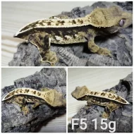 Prodám samce i samice pagekonů řasnatých (R. ciliatus)