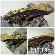 Prodám samce i samice pagekonů řasnatých (R. ciliatus)